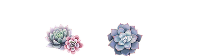 Succulents